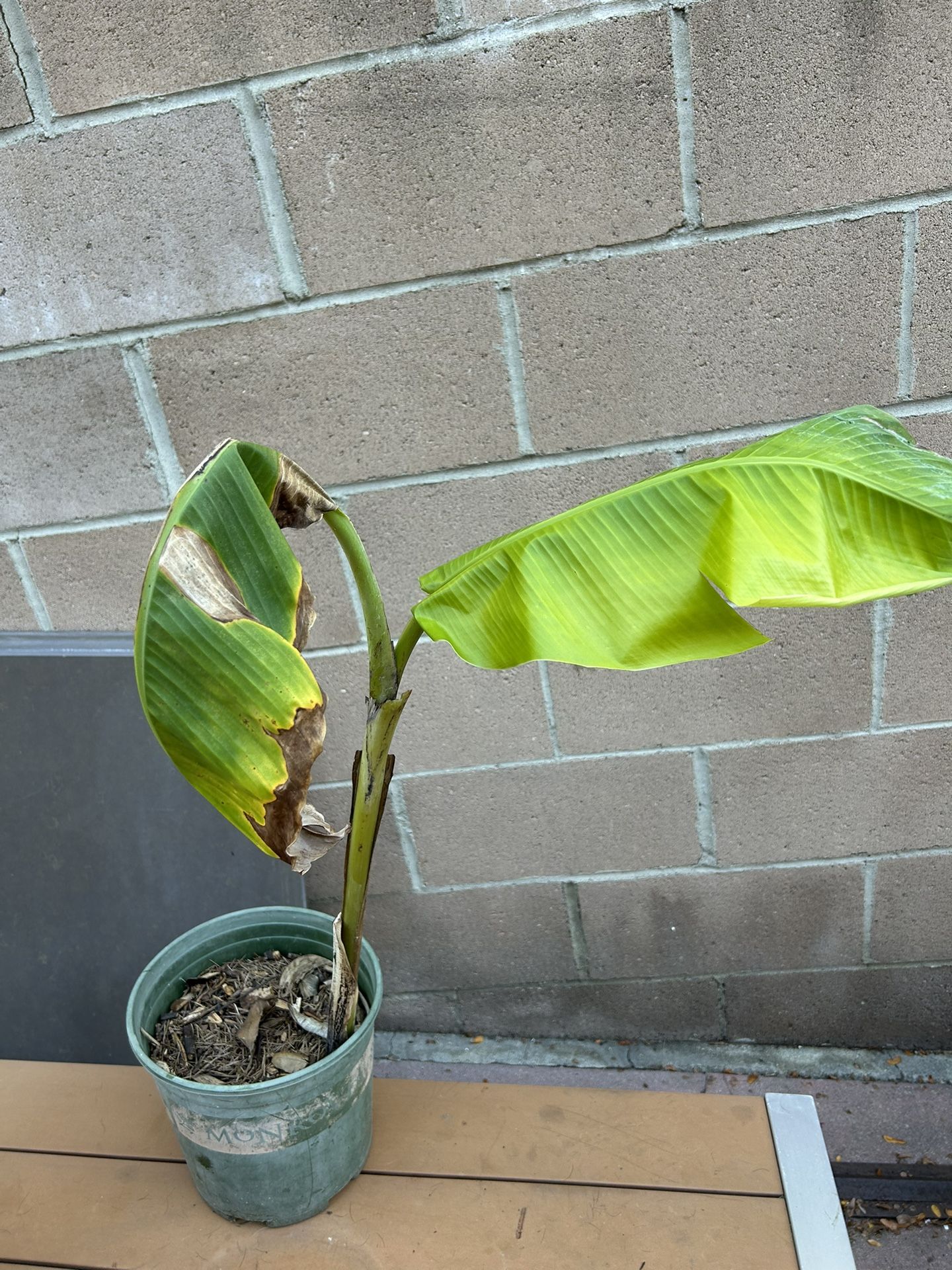 Banana Plant Free