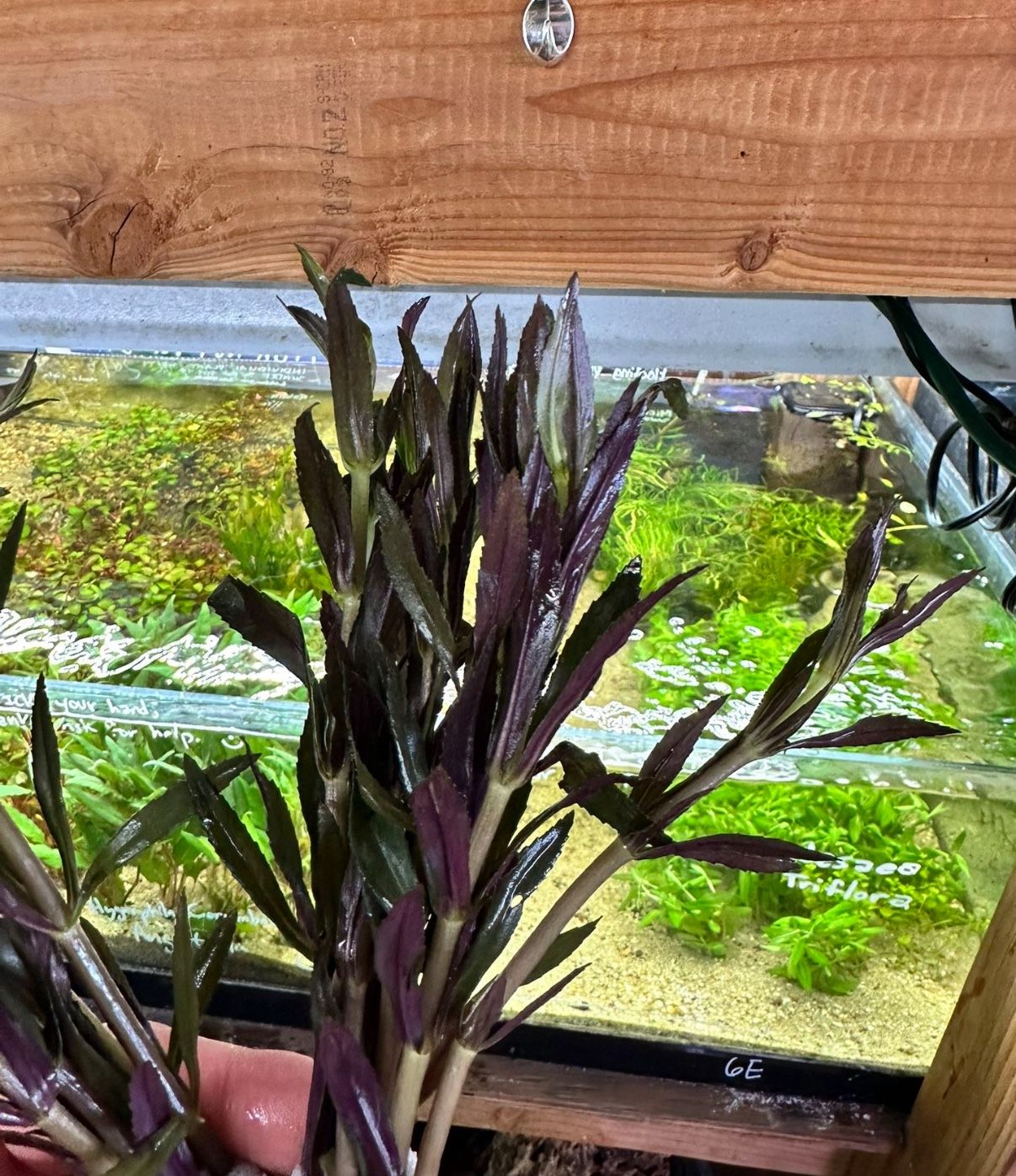 Limnophila Hippuridoides - Vibrant Stem Plant for Aquascaping Planted Aquarium Aquascape Fish Tanks Freshwater Plant