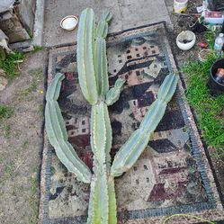 Prevent apple cactus plant cutting