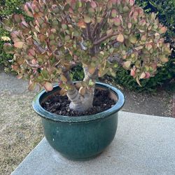 Suculenta Large W /ceramic Pot