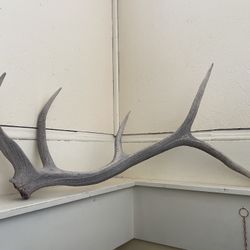 Shed Elk Antler, Single, 5 Point, Grade C
