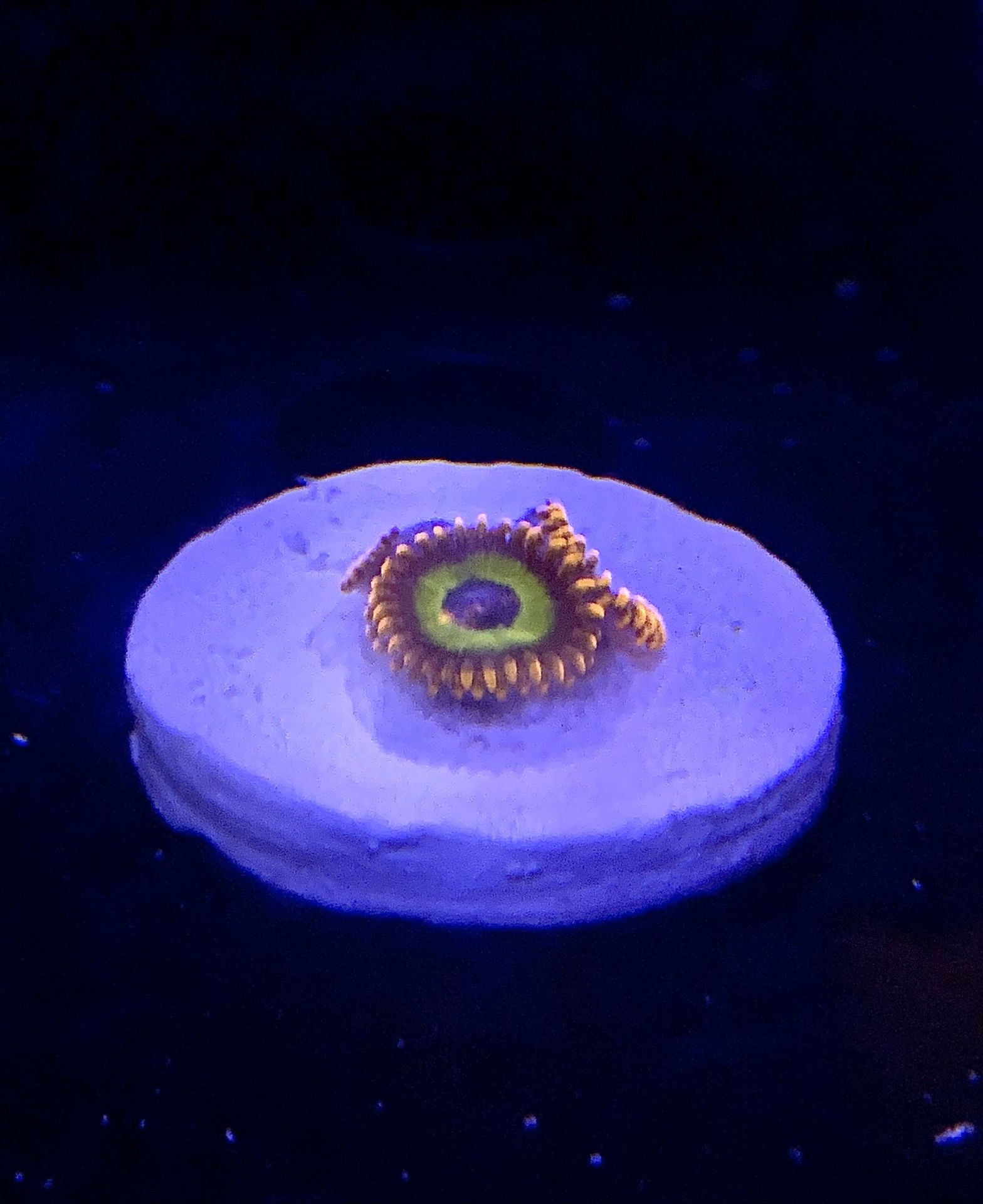 Fruit Loops Zoanthid Zoa Paly Palythoa Live Coral Frag Mouth Purple Bright Reef