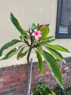 Pink plumeria