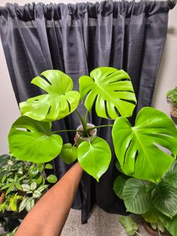Monstera Lemon Lime