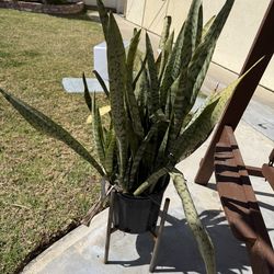 Free snake plant
