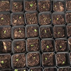 Brussel Sprout Seedlings With Cup 3 Each 