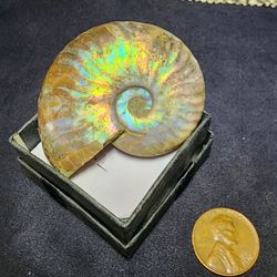 Ammonite