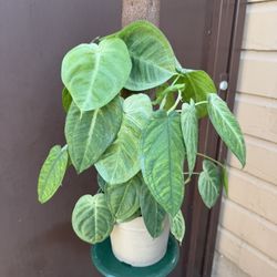8” Xl Syngonium Ice Frost W/2 Plants 