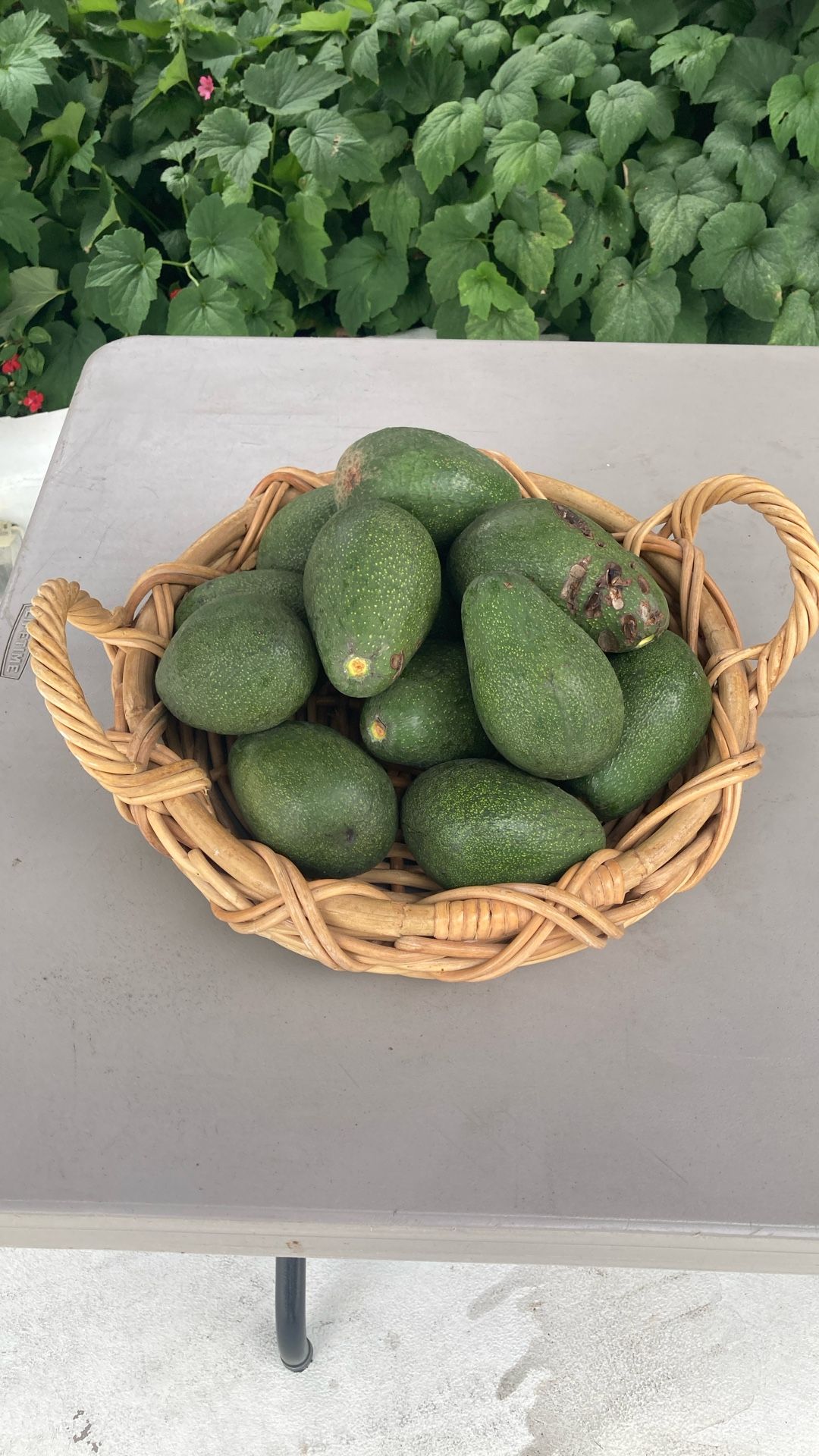 Avocados for sale