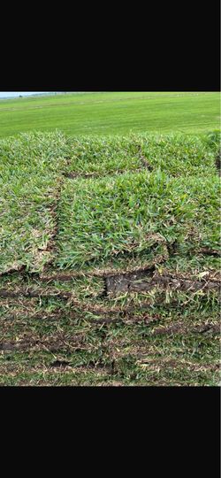 Grass for Sale