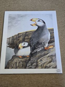 Puffins Giclee By Sarah Lee Cox