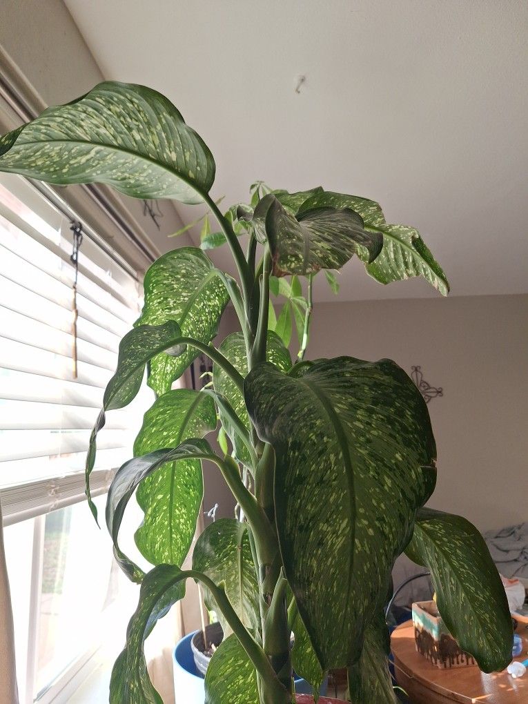 Plants
