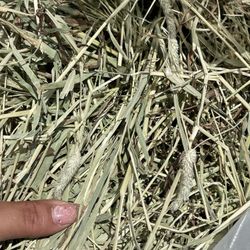 Guinea Pig Hay