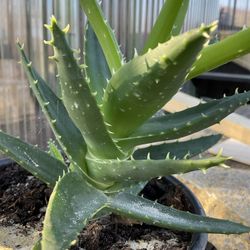 Mitre Aloe, Succulent