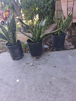 Snake Plants