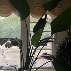 Real Bird Of Paradise Plant 
