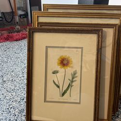 Antique Original Floral Prints