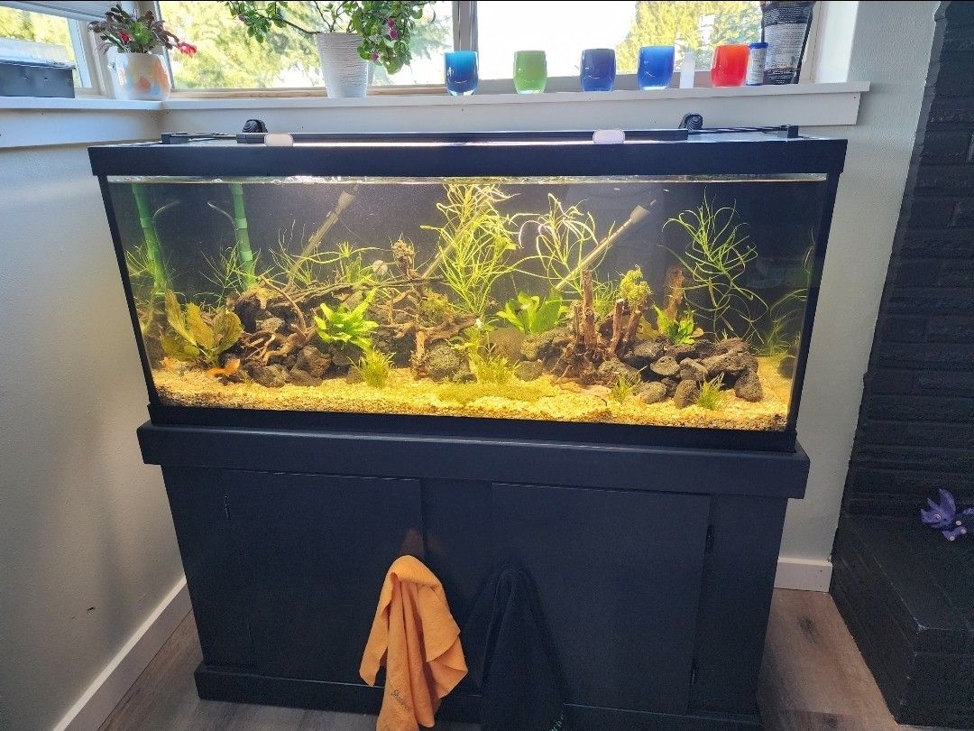 FISH TANK AND STAND SETUP