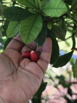 Miracle fruit -Miracle berry