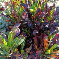 Croton Mammy 3gl 🌿💚$8