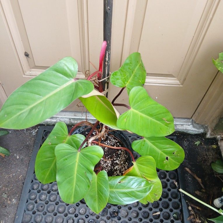 Philodendron Red Emerald 3 Gallon Pot Indoor Outdoor