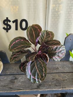 Calathea