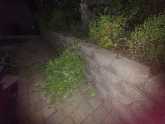 Free Citronella Cutting