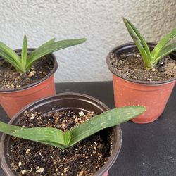 Aloe Vera Plant .