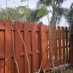 Moringa Trees, Pods,and Leaves - Not $1. Please See Description.