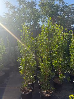 Ficus 5 Gallon