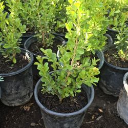 Boxwood  $6