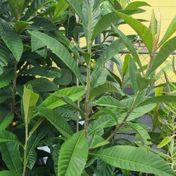 Papaya    And Loquet  Trees