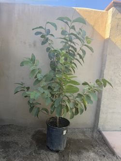 Guava Tree