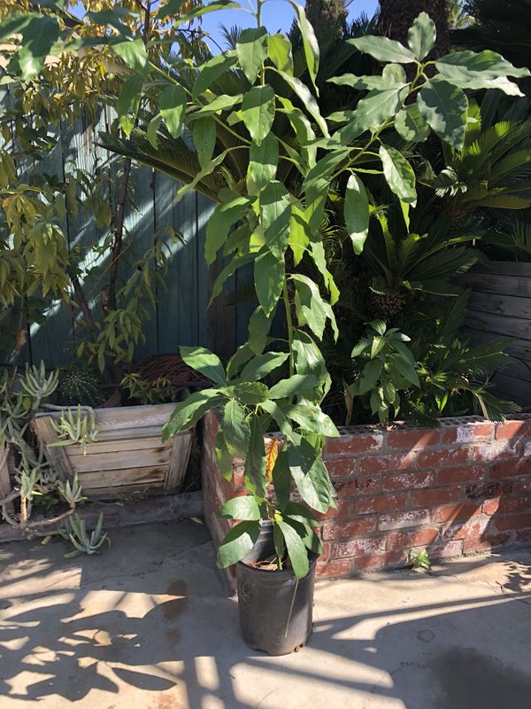 Avocado Trees for Sale in Fresno, CA OfferUp
