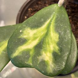 Hoya Kerry Intensively  Grow 