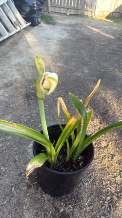 Planta