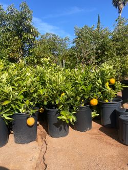 5 Gallon Size- Fruiting Age- Citrus Trees