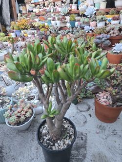 Succulents