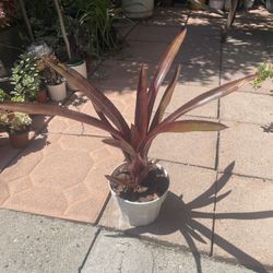 Red Bromeliad Plant