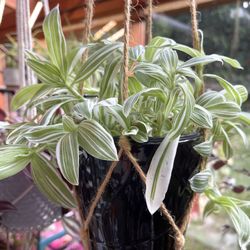 Tradescantia Albiflora Variegated Easy To Care House Plant In Black Pot 5. 5”H.