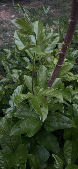 Planta de Maracuya