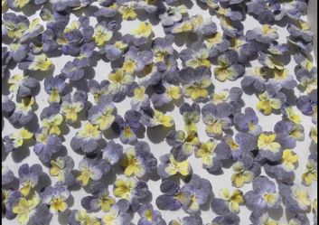 24 Edible Candied Flowers Crystallized Flowers Real Pansies Violas Purple Yellow Pansy Flowers