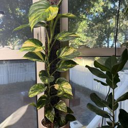 🌿 XL Golden Pothos Collection – Established, Climbing, and Thriving 🌿