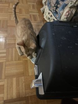 Cat Home Loving One Looks Like Tiger Very Fred my Indoor