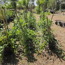 Large Variety Of Plants 