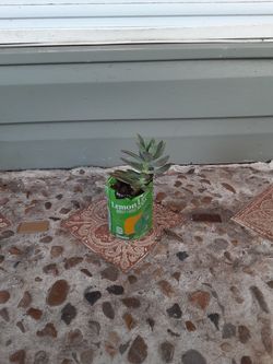 Succulent