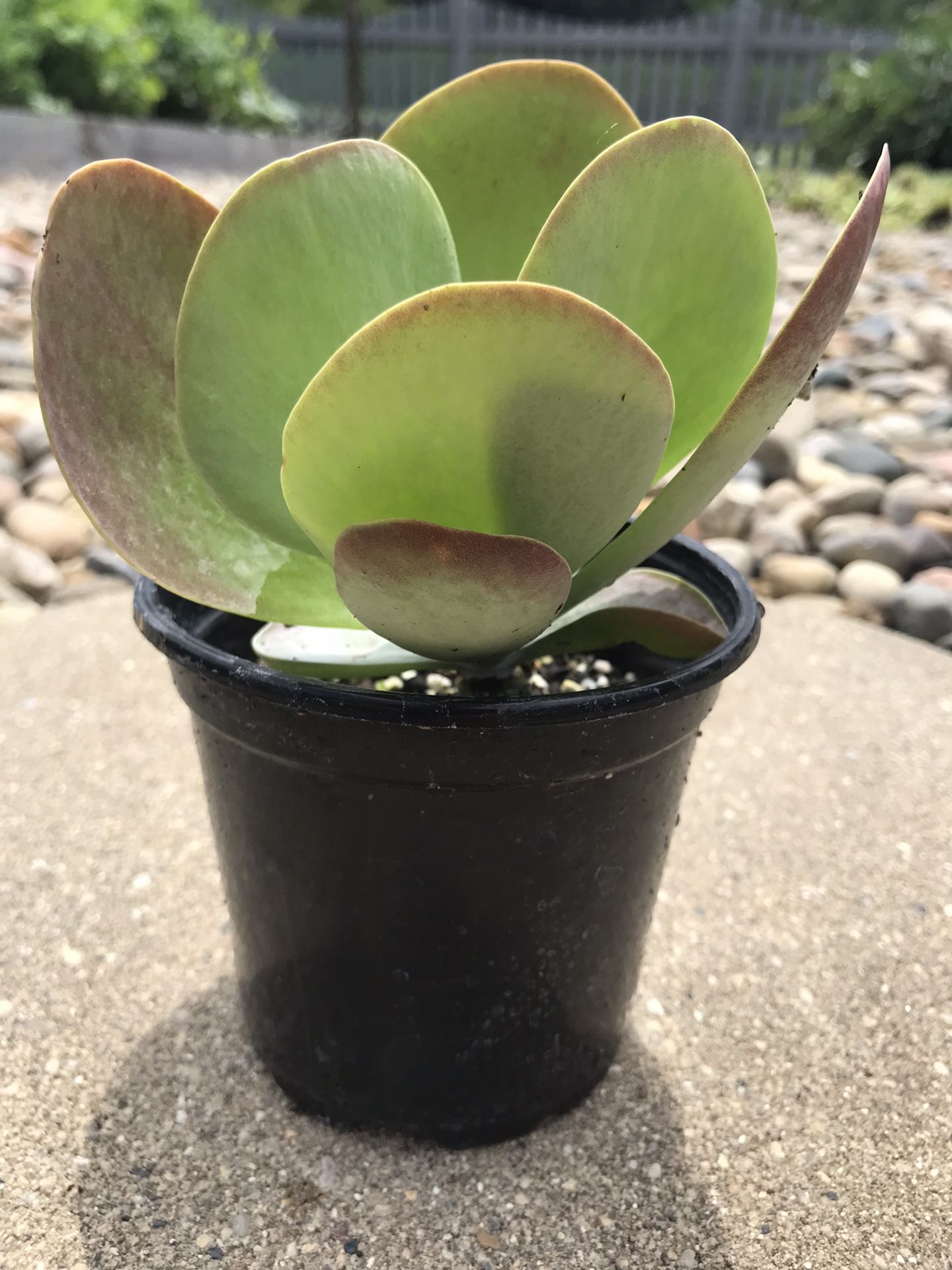 Paddle Plant - Succulent  Live Rooted - 4 Inch Pot 