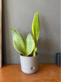 Snake plant