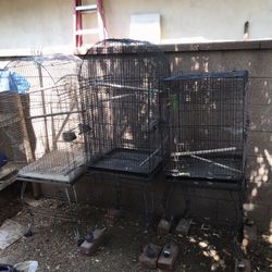 Bird Cage