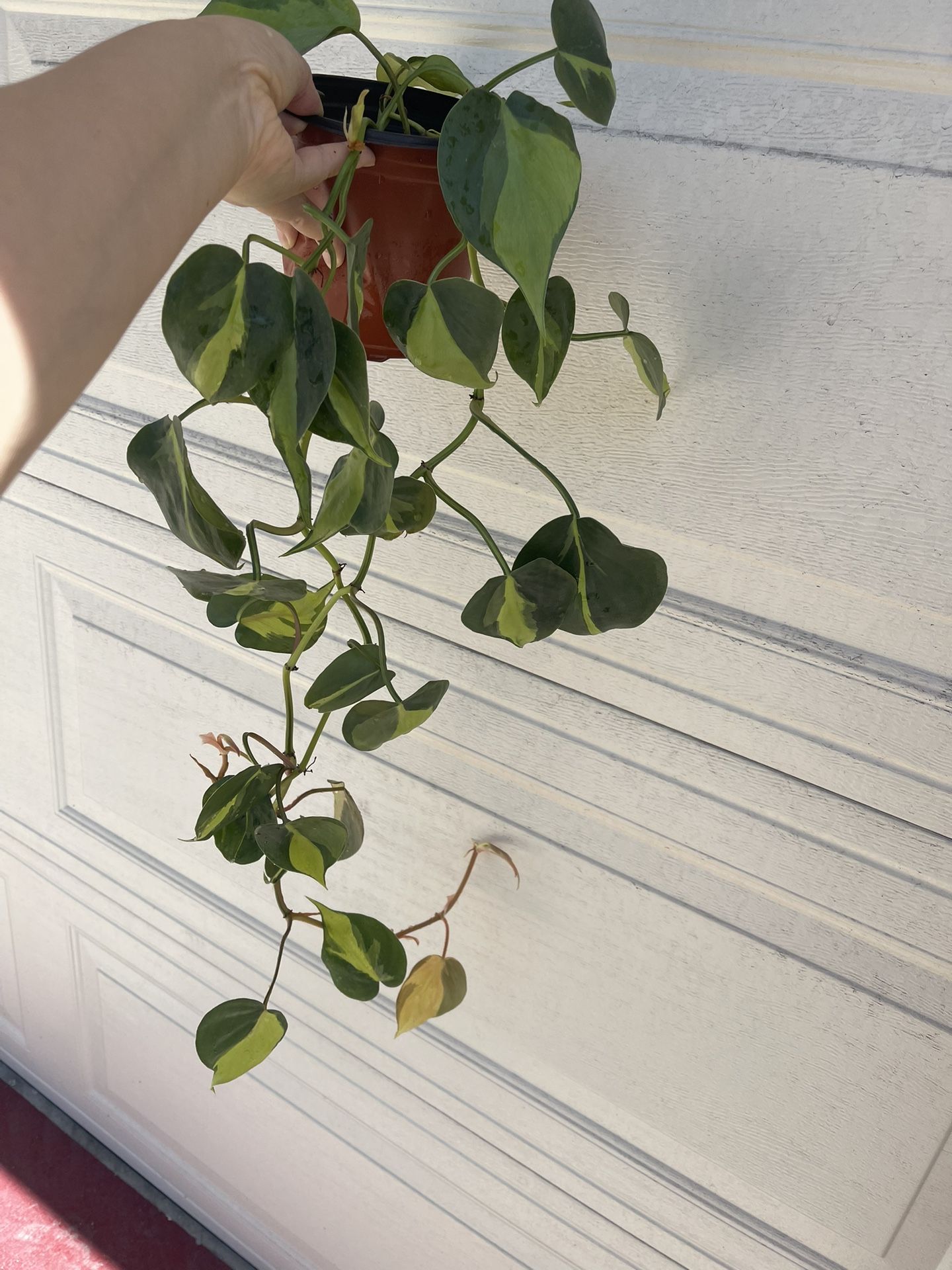 Philodendron Brazil Plant 6’pot